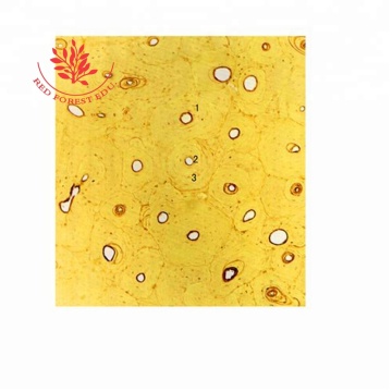 Bone Histology Slides for Individual Biology Study