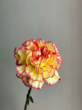 Bride Charm Single-headed Carnation