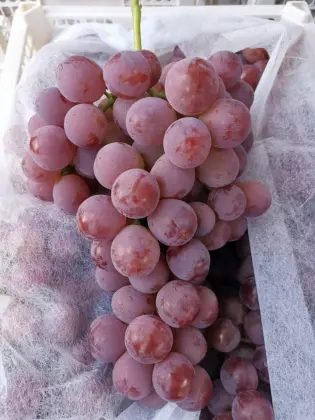 Red grapes from yunnan