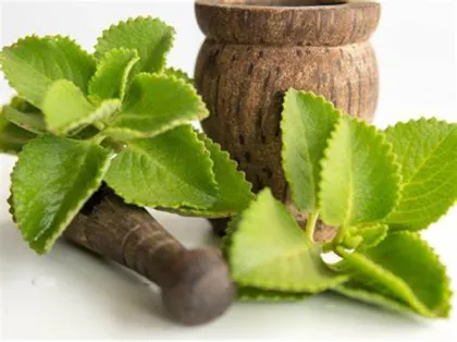 Country Borage Oil Indian Borage