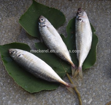 Frozen Horse Mackerel Fish Bqf 16-25cm 10kg Carton