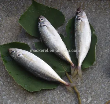 Frozen Horse Mackerel Fish Bqf 16-25cm 10kg Carton