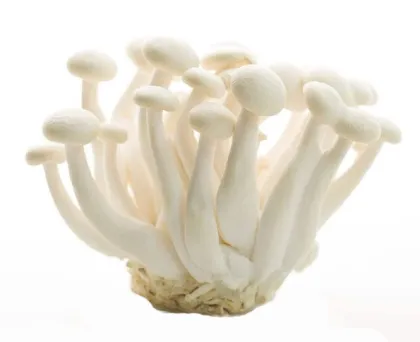 Supplement White Shimeji Beech Mushroom Extract Powder