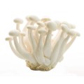 Ergänzung weißer Shimeji -Buchen -Pilz -Extraktpulver