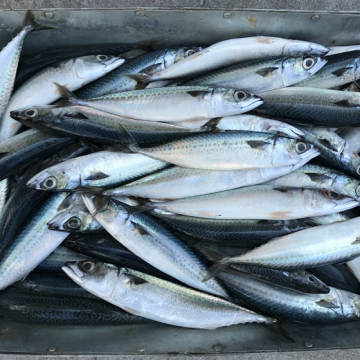 Frozen Fish Pacific Mackerel Whole Round Wholesale