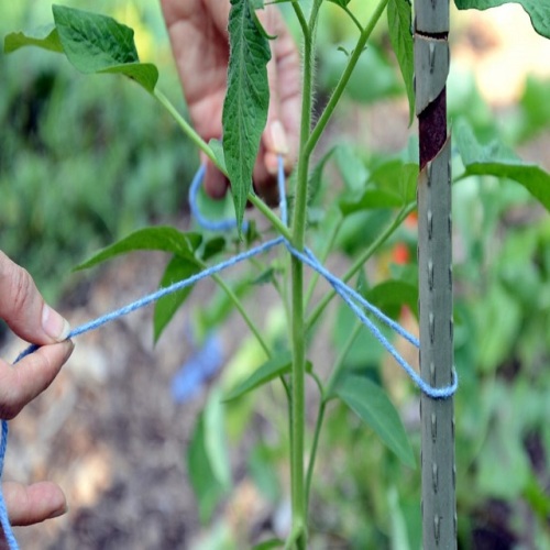 Soporte de línea de enrejado de tomate fuerte para pepinos y tomates