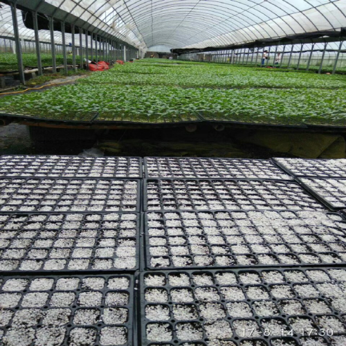 Plastic Seedling Greenhouse Nursery Tray