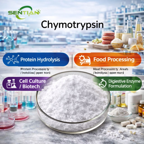 High Activity Chymotrypsin for Protein Hydrolysis