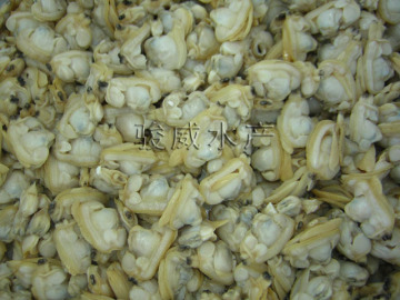 Fresh frozen clam meat