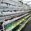 Greenhouse Vertical hydroponic growing systems for lettuce