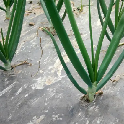 Fresh Onions of All Sizes