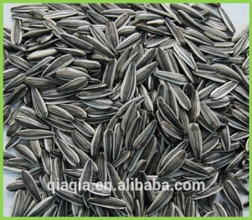 Price of export sunflower seeds 5009 for hulling machine
