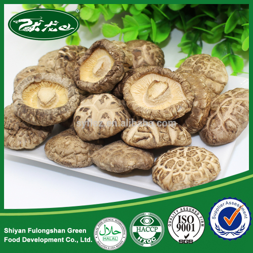 Spring Plant Dried Tea Flower Shiitake Mushroom From China, High