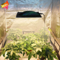 ไฟ LED GROW GROW