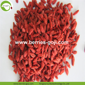 Approvisionnement d'usine Fruits en vrac 5KG Goji Berry