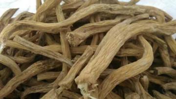 Top grade Stemonae Radix baibu stemona root tuber