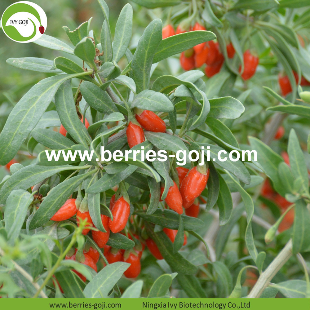 Vitamins Conventional Goji Berry