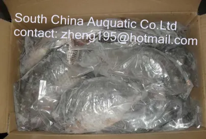 frozen tilapia gutted and scaled