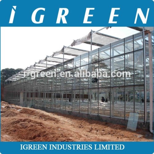 Venlo type flower multi span commercial greenhouse