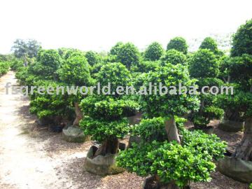 Ficus microcarpa nursery coner