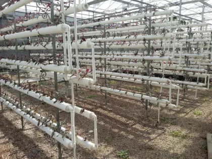 Good Quality Hydroponics Greenhouse
