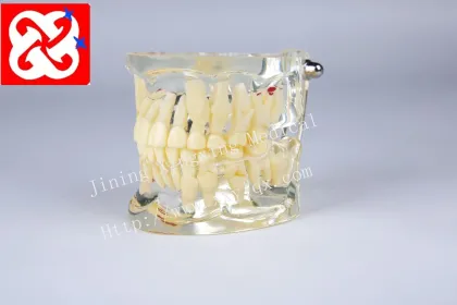 Standard Pediatric Dental Model for 7-Year-Old Children