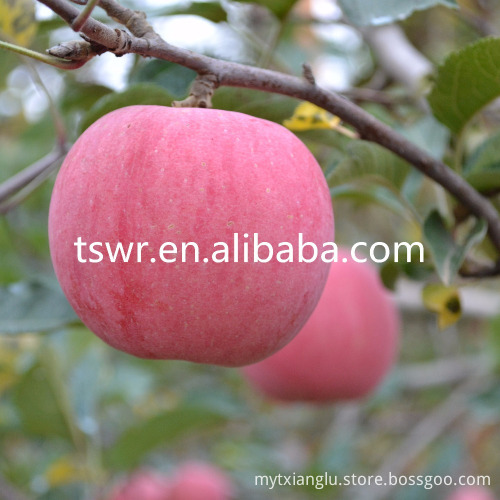 all varieties of new fresh fruits red fresh apples wholesaler