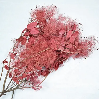 Wholesale Eternal Flower Smoke Tree for Floral Arrangements