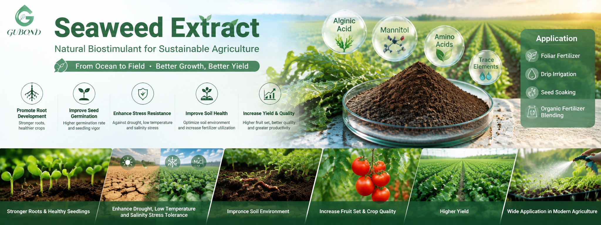 Seaweed Extract