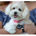 GPS Pet Identification Tag