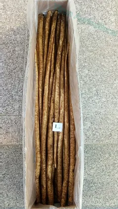 High Quality Fresh Vegetables Burdock Root