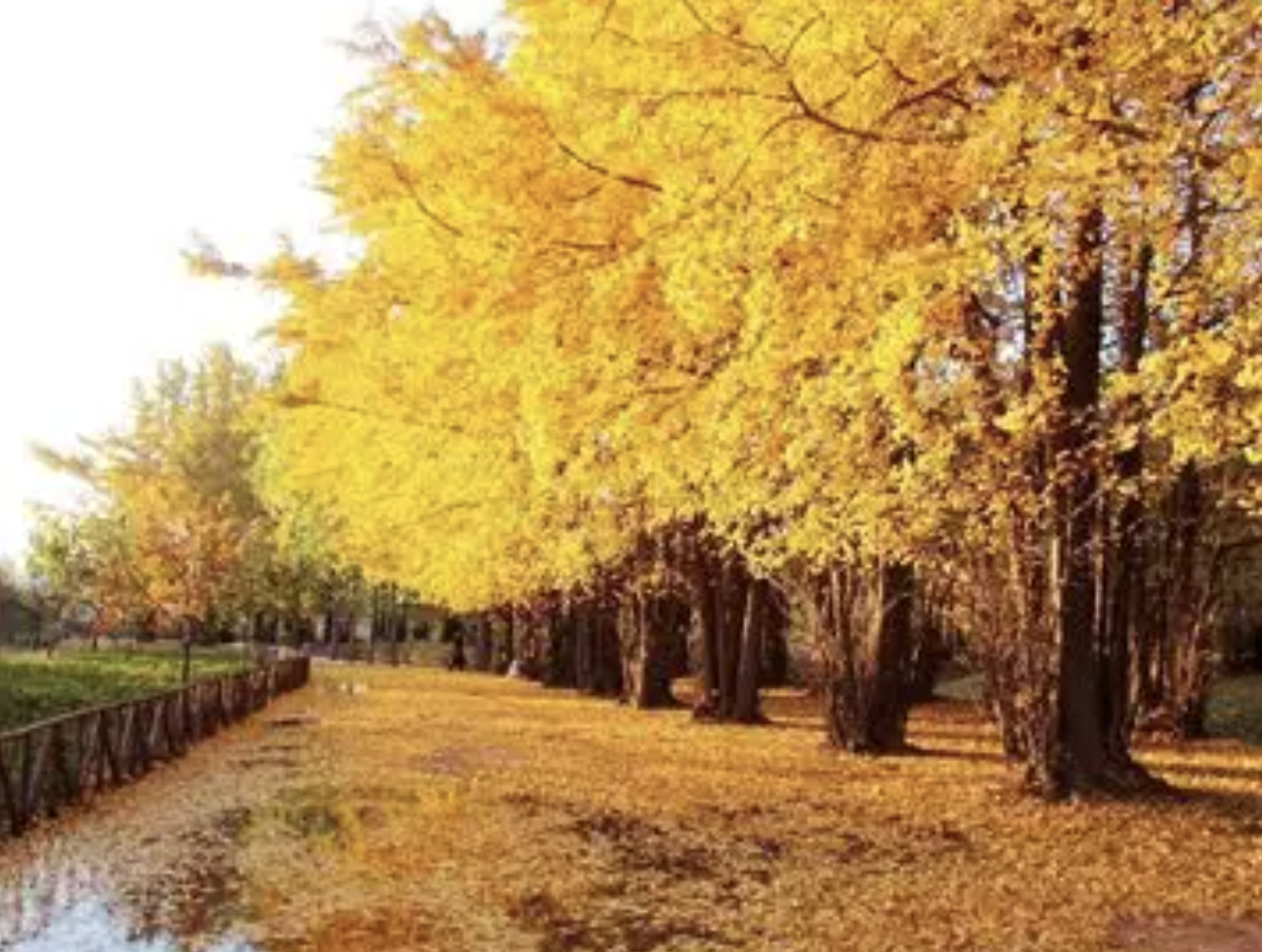 Ginkgo Biloba Extract