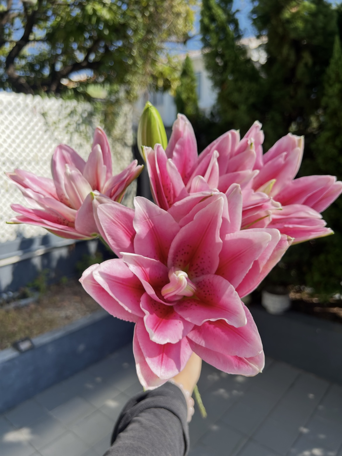 Roselily Ciara Double Oriental Lily2
