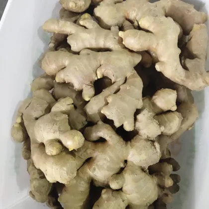 Fresh Organic Dry Ginger