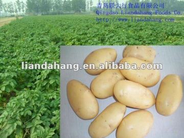 Certified HALAL/ GAP Fresh Potatoes Gloria