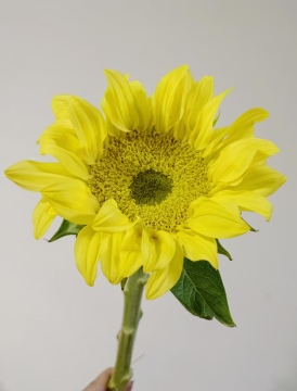 Premium Fresh Cut Lemon Queen Sunflower for Decoration
