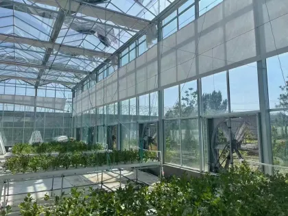 Soilless Cultivation Hydroponics System glass Greenhouse
