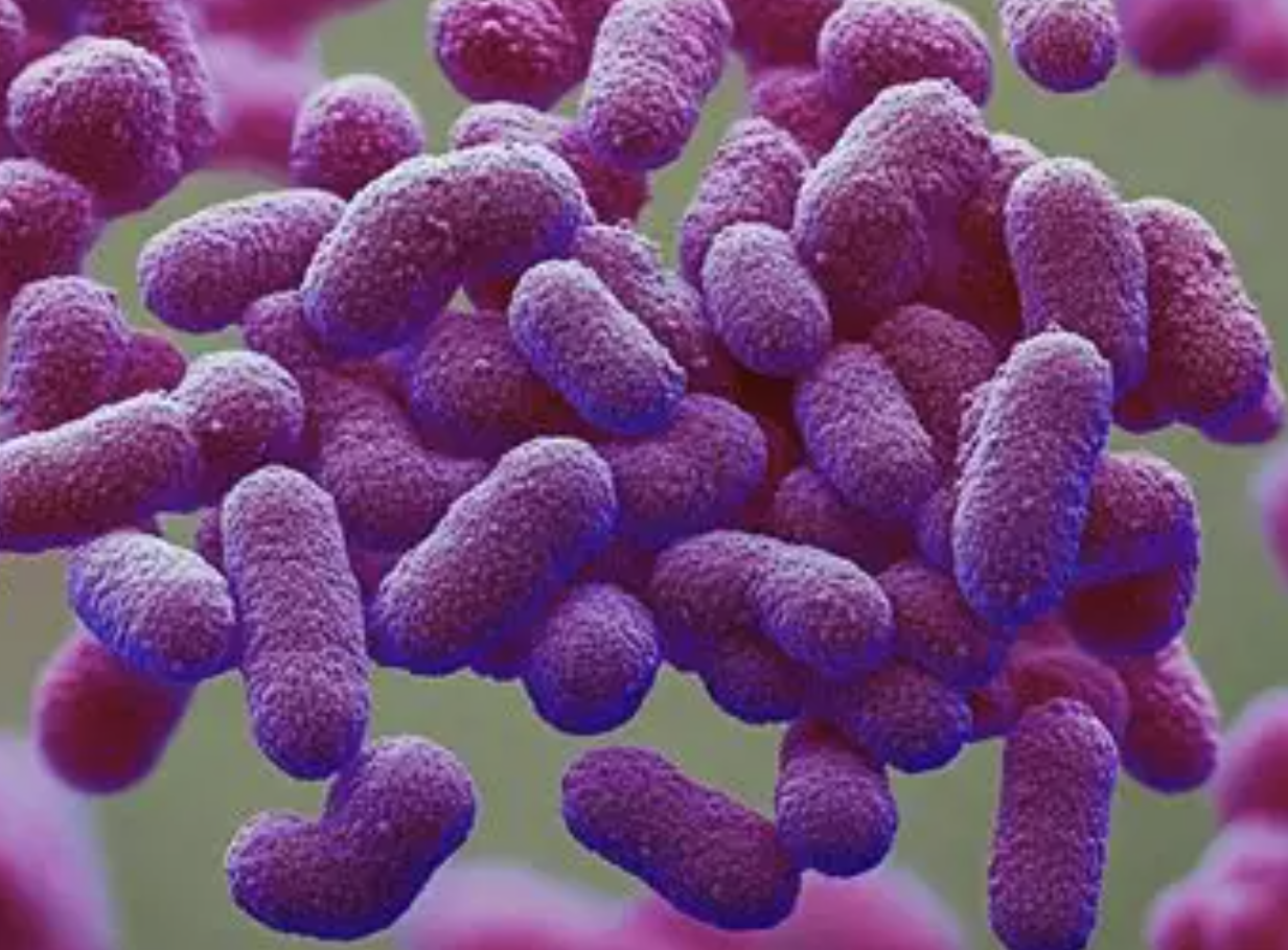 High Purity Azotobacter Chroococcum
