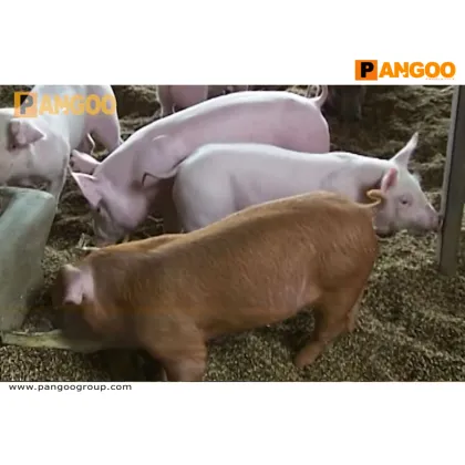 A-F1 PANGOO BIOBED Probiotic Deep litter