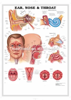 Educational Chart-------Ear, Nose and Throat 3D Chart