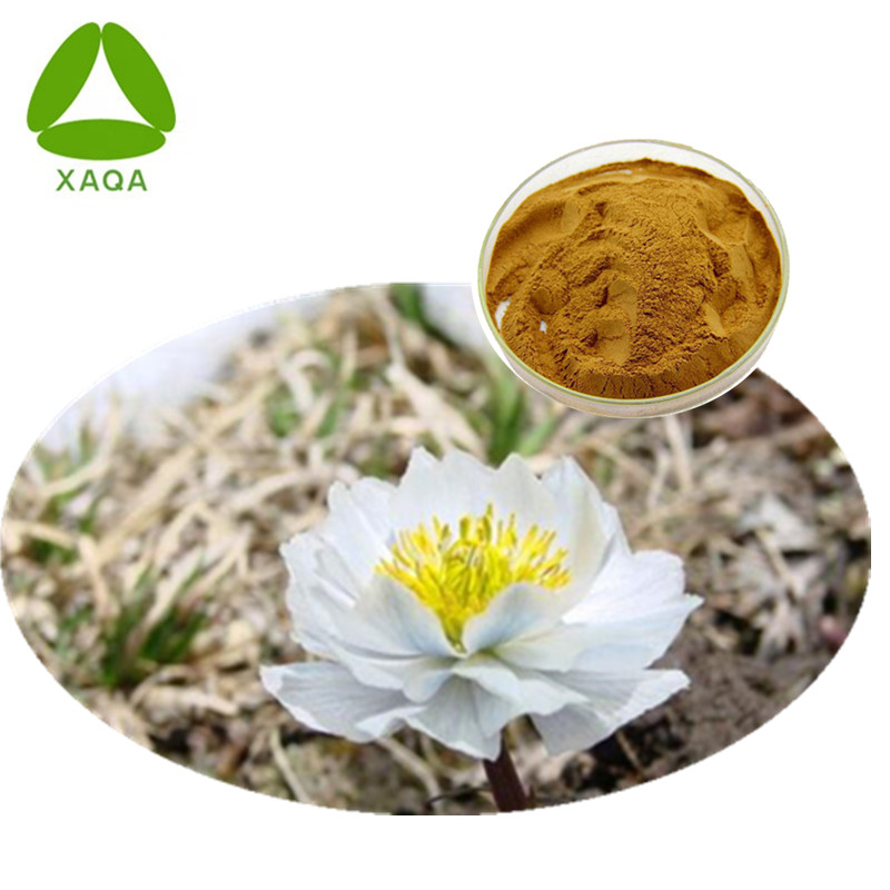 Sneeuw lotus extract poeder Saussurea involucrata extract