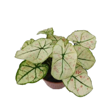 professional plant caladium ruxue