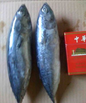 Bonito Tuna