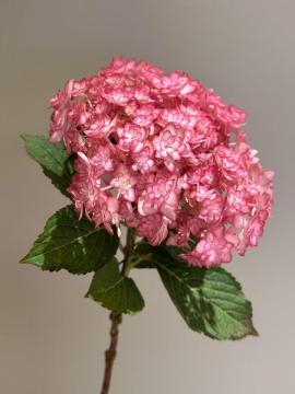 Fresh Luna Pink Double Hydrangea Direct from Farm