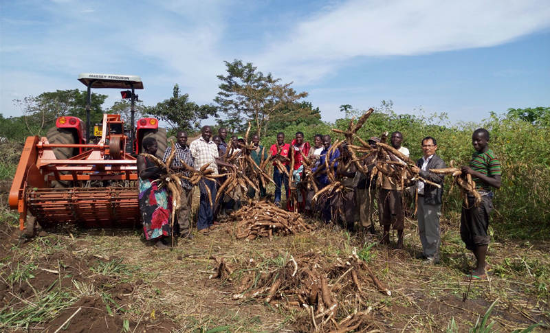 cassava harvesting