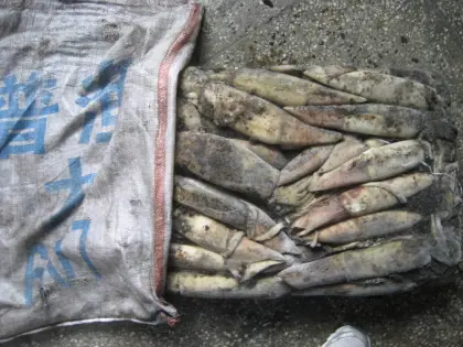 Frozen North Pacific Squid WR 0-500g