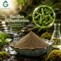 Ingrediente microbiano probiótico Bacillus Licheniformis