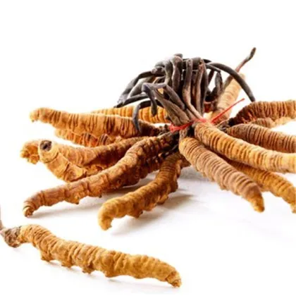 Top quality Cordyceps sinensis dongchong xiacao