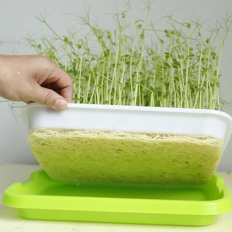 تنمو Microgreens المائي المائي في الشتلات صينية للبيع