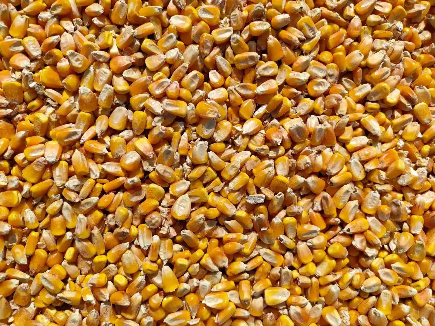 maize shredding maize shredding